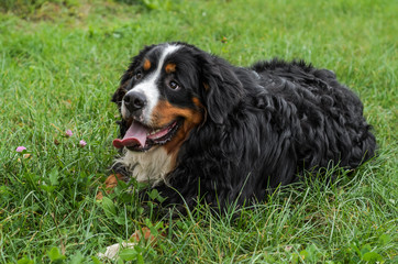 A dog of the Berner Sennenhund breed during a walk on the street