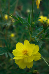Yellow Cosmos at sunset time