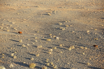 Autumn view of cows walking rural road in the desert steppe and plants during the morning light of Western Mongolia