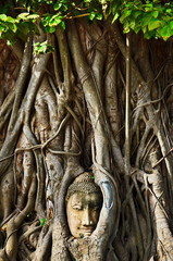 THE ROOTS AROUND THE HEAD OF BUDDHA IMAGE