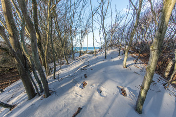 Sanddünen im wald