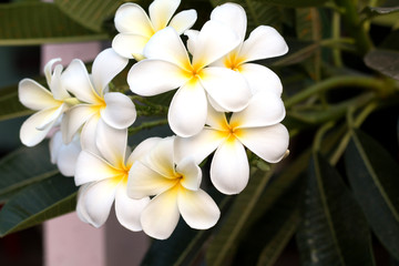 Fototapeta premium Frangipani Tropical Spa Flower. Plumeria flower on plant
