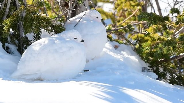 A White-tailed Ptarmigan in White Winter Plumage