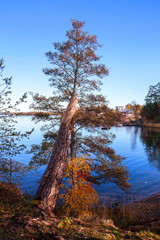 Obraz premium Tree in autumn