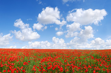 Idyllic view, meadow with red poppies blue sky in the background