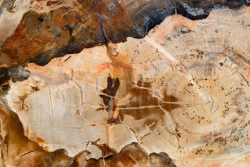 Natural background, fossilized wood
