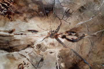 Natural background, fossilized wood