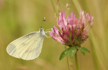 A rare Wood White Butterfly (Leptidea sinapis ) our daintiest butterflies with one of the slowest and delicate flights of all the British butterflies, perched on a clover flower.