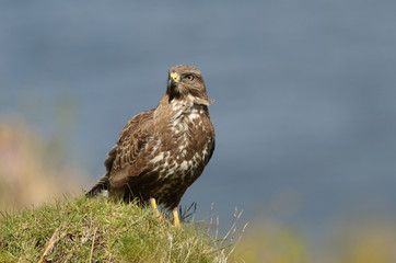A Buzzard (Buteo buteo) looking around for its next meal sitting on top of a hill.