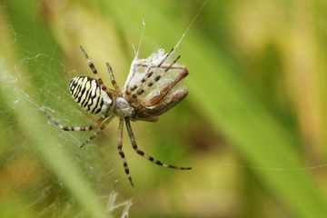 A female Wasp spider (Argiope bruennichi ) feeding on and wrapping up a grasshopper that has landed in her web.