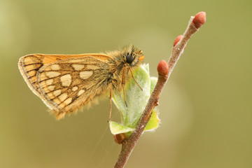 A rare Chequered Skipper Butterfly (Carterocephalus palaemon ) confined to north-west Scotland...
