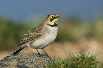 A Shorelark (Eremophila alpestris) sitting on a rock in the UK.