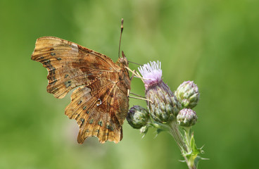 A side view of a Comma Butterfly (Polygonia c-album ) nectaring from a thistle flower.