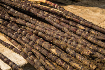 Sugar canes ready to be transformed in juice in colorful indian food market