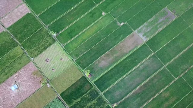 4K on topography of East Java, Indonesia with green field of rice farm and ranch area