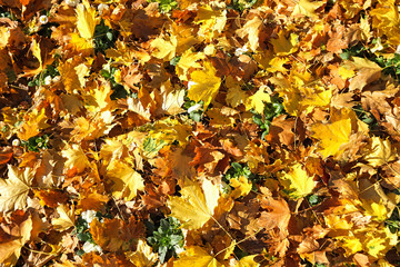 Yellow tree leaves in autumn time