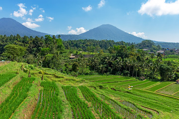 Scenery of Jatiluwih rice terraces in Tabanan, Bali, Indonesia.