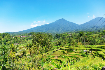 Scenery of Jatiluwih rice terraces in Tabanan, Bali, Indonesia.