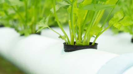 Vegetables celery hydroponics growing in black plastic cup on the blue rails, healthy food ,Close up.