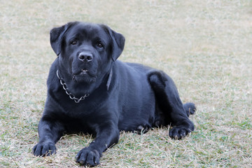 Black Labrador dog looking aggressively