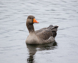 Greylag Goose reflecting of the water while swimming