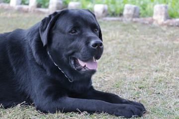 Black labrador dog looking something in straight