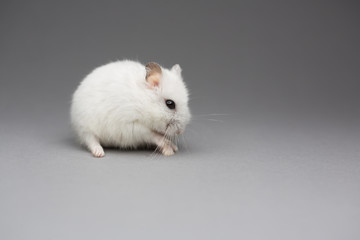 Fototapeta na wymiar Cute hamster gift on Valentines day on gray background postcard