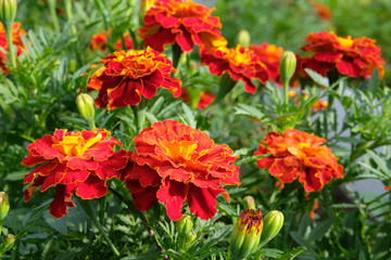 many beautiful red flowers of marigolds growing in natural conditions in the garden in the summer