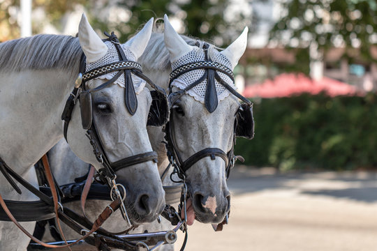 Zwei Pferde im Gespann