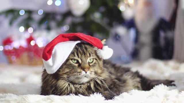 Funny laizy Maine Coon cat as Santa Claus wears christmas cap lies by beautiful new year decorated fir-tree with bokeh lights. sow motion. 3840x2160