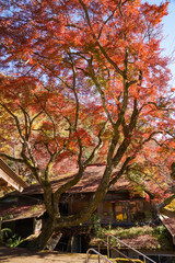 紅葉するカエデ