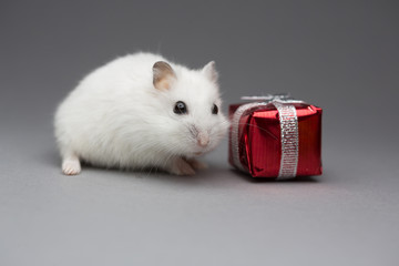 Cute hamster gift on Valentines day on gray background postcard