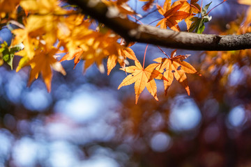 紅葉するカエデ
