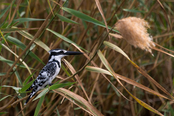Martin pêcheur pie,.Ceryle rudis, Pied Kingfisher, Sénégal