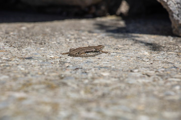 Lézard, vue en plongée, se réchauffant sur un rocher en plein soleil