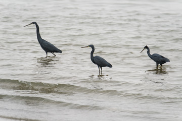 Aigrette des récifs, phase sombre, Egretta gularis, Western Reef Heron