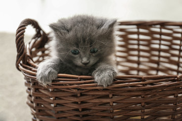 Fototapeta na wymiar Cute little kitten in wicker basket