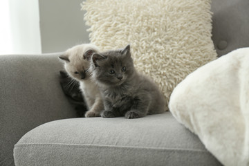 Cute little kittens on sofa at home