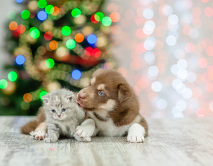 Husky puppy licking kitten on a background of the Christmas tree. Empty space for text