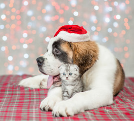 Fototapeta na wymiar Saint Bernard puppy in Christmas hat hugs a kitten