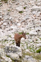 Caucasian mountain goat tour. Out in the wild in a natural habitat.