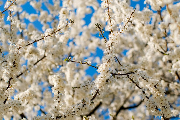 white flowers in spring