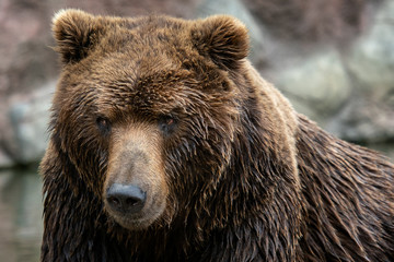 Naklejka na ściany i meble Portrait of Kamchatka bear (Ursus arctos beringianus)