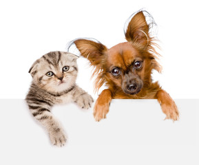 Cat and dog together over white banner. isolated on white background