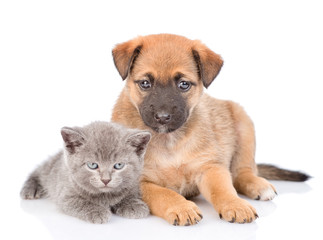 mongrel puppy and kitten looking at camera together. isolated on white background