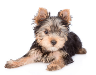 Yorkshire Terrier puppy lying in front view. isolated on white background