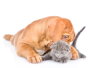 Playful bordeaux puppy bitting kitten. isolated on white background