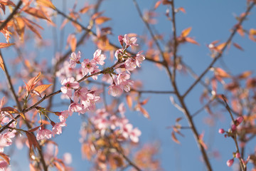 Wild Himalayan Cherry spring blossom with blue sky background