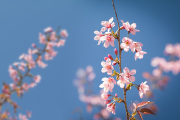 Wild Himalayan Cherry spring blossom with blue sky background