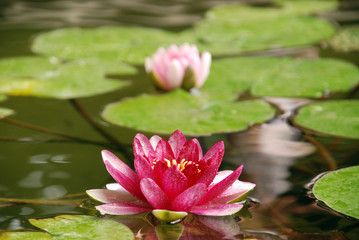 pink water lily in pond